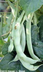 Damaged bean pods