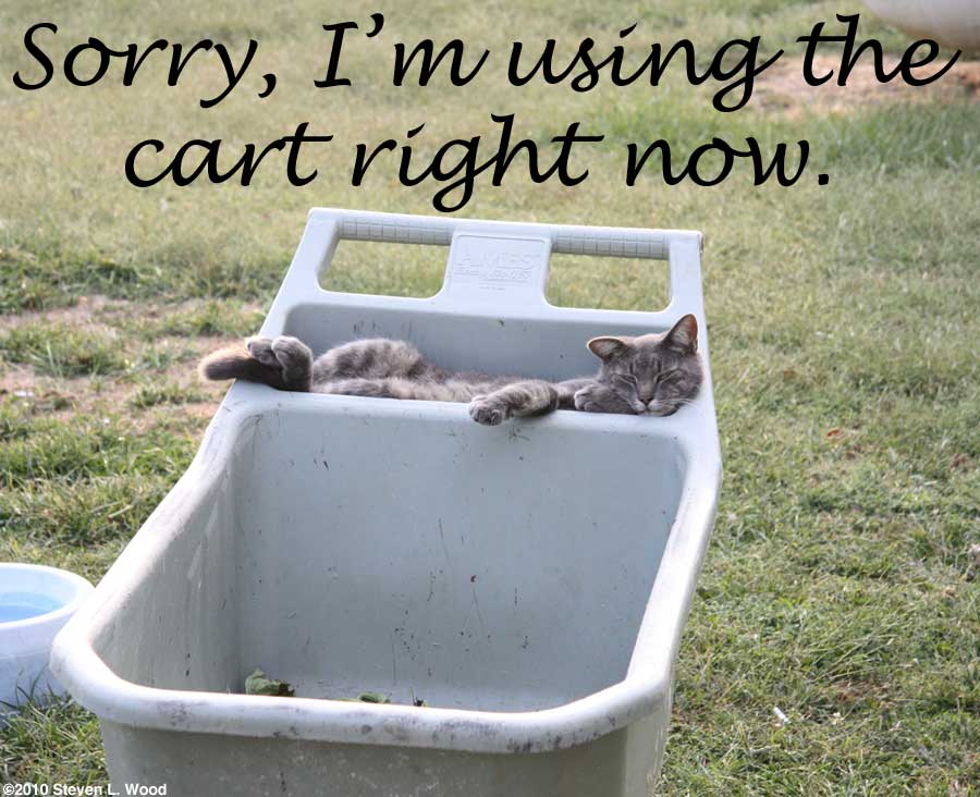 Dolly claims our cart