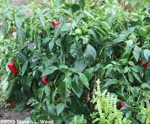 Paprika Supreme plant