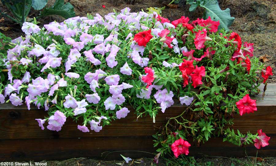 Petunias