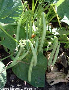 Green beans