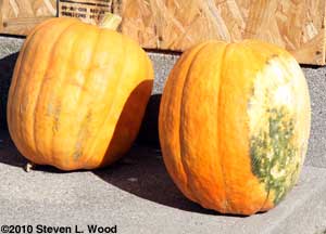 Pumpkins