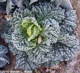 Alcosa savoy cabbage