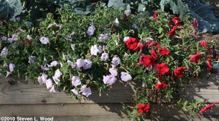 Petunias
