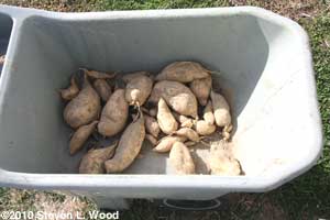 Sweet potatoes