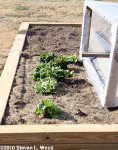 Lettuce and cold frame