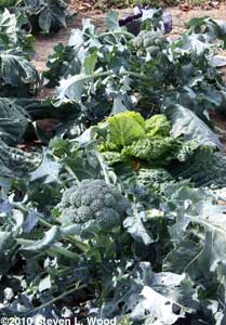 Broccoli and cabbage