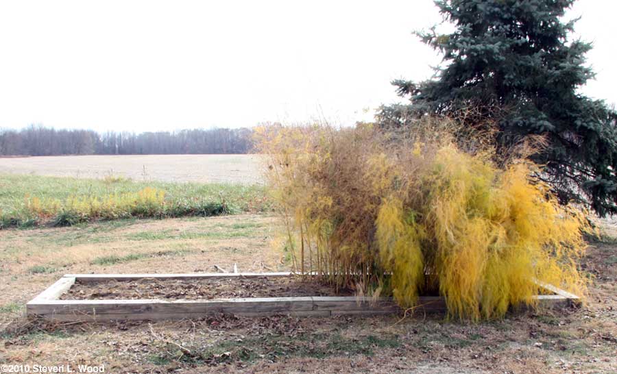 Aspargus cut in fall