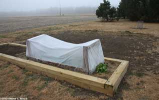 Lettuce under cold frame