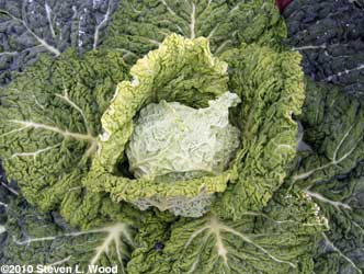 Alcosa savoy cabbage