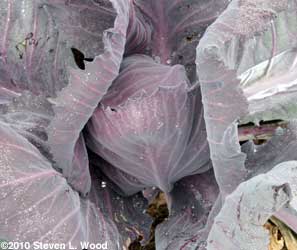 Super Red 80 cabbage