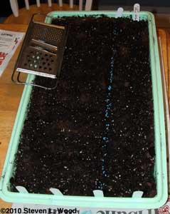 flat of onion seed