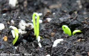 Onions germinating