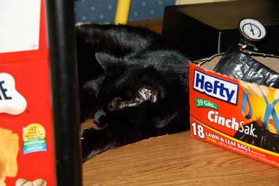 Middie on shelf