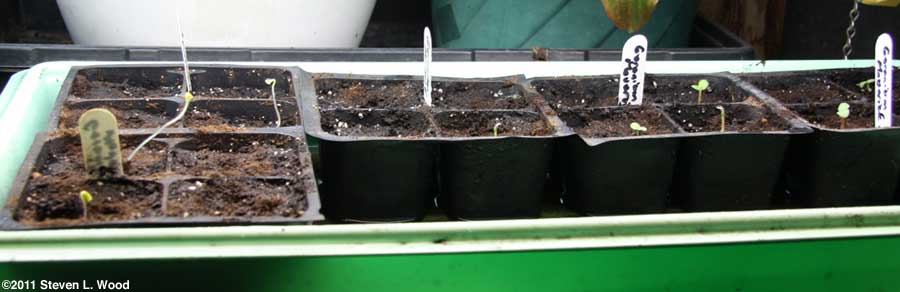 Young geranium plants