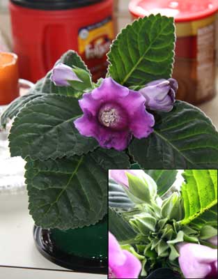 Cranberry Tiger gloxinia