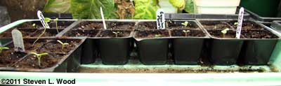 Geraniums from seed