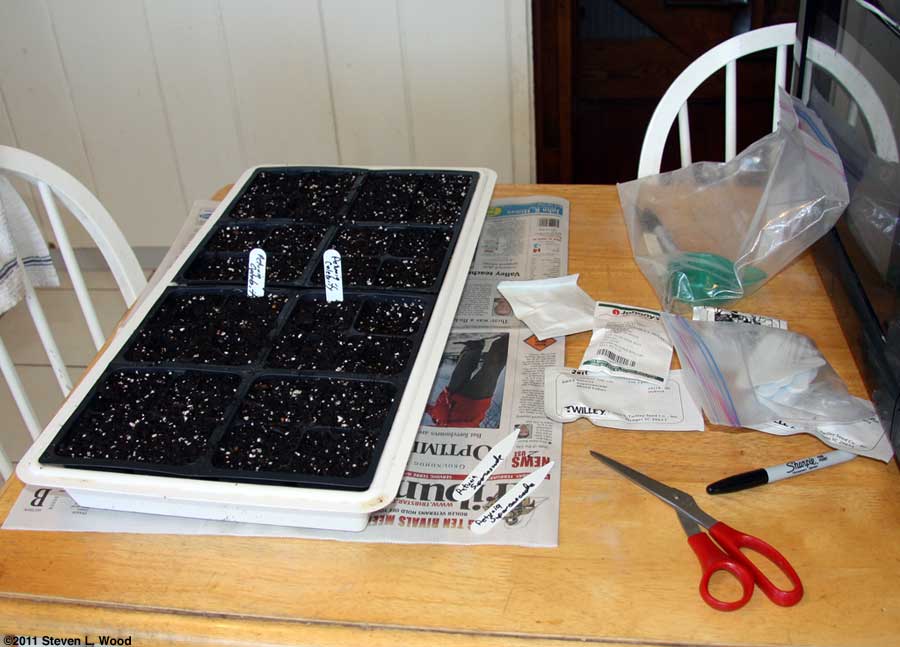 Seeding petunias