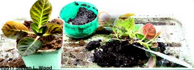 Transplanting glox closeup