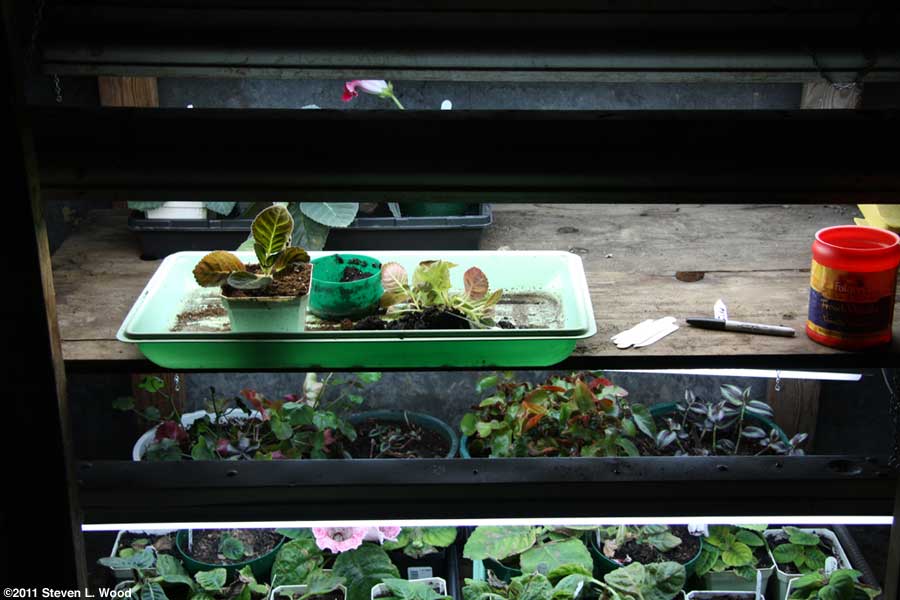 Transplanting gloxinias