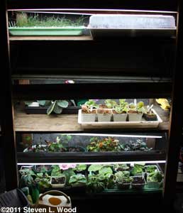Plants under fluorescents