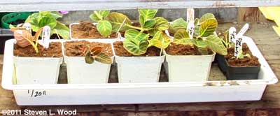 New flat of gloxinias