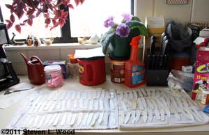 Recycled plant labels drying