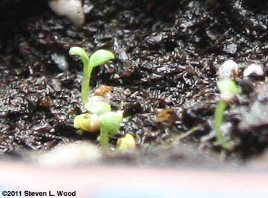 Tiny petunias