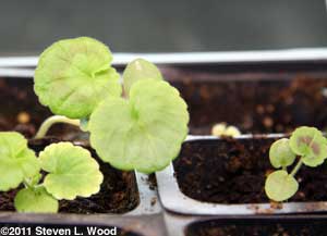 Maverick Red geranium seedlings