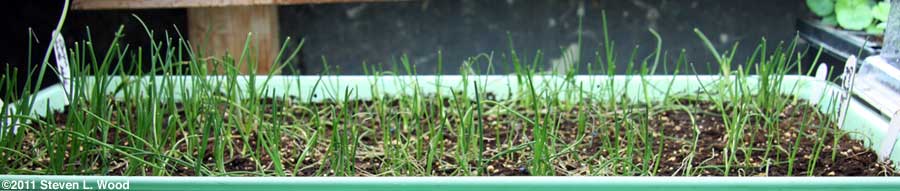 Onions under plantlights