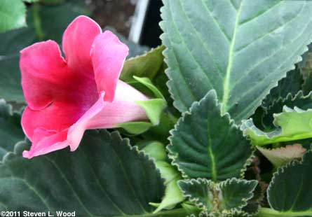 Cranberry Tiger gloxinia