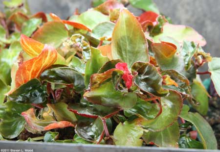 Tubrous rooted begonia
