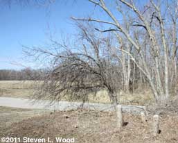 Volunteer apple tree