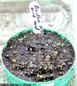 Dianthus in seeding pot