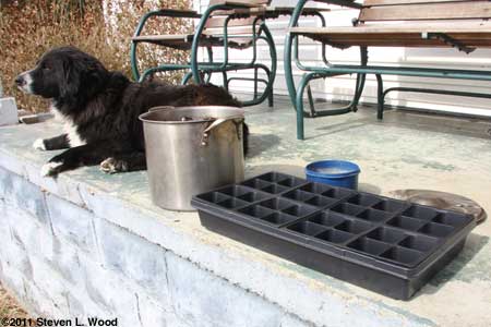 Shep helps with potting...for awhile