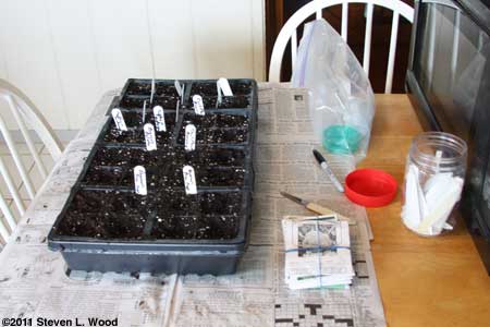 Seeding the cells
