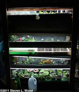 Crowded plant stand