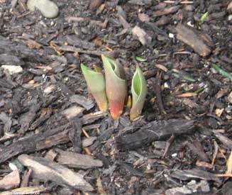 Tulips up in February