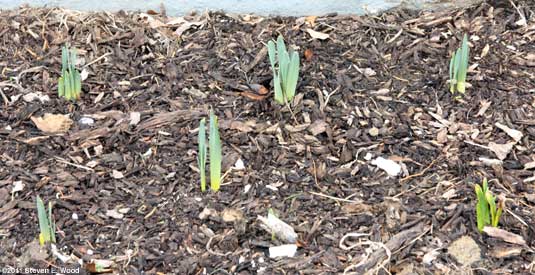 Daffodils up in February