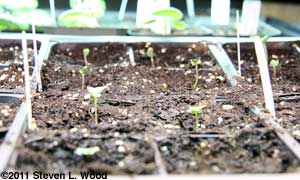 Baby Brassicas