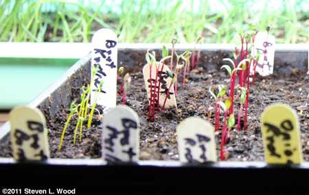 Beet seedlings