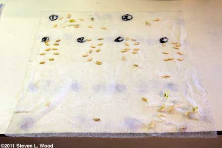 Cucumber seed germination test