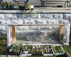Cold frame in mid-March