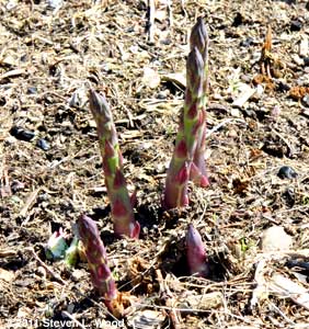 Asparagus up on March 23!