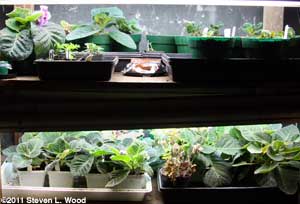 Gloxinias under plantlights