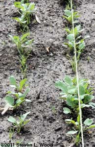 Carrots emerging through radishes