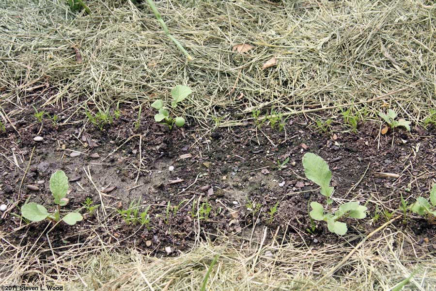 Radish and carrot plants