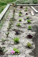 Onions, beets, and lettuce