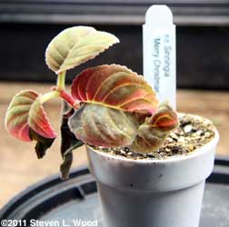 Healthy, baby gloxinia