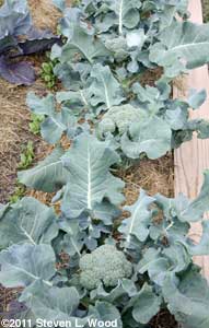Broccoli ready to cut